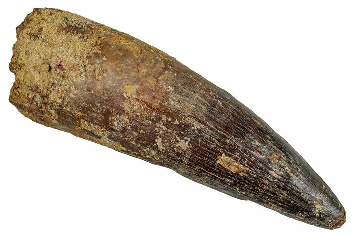 Fossil Spinosaurus Tooth - Massive Dinosaur Tooth #281127